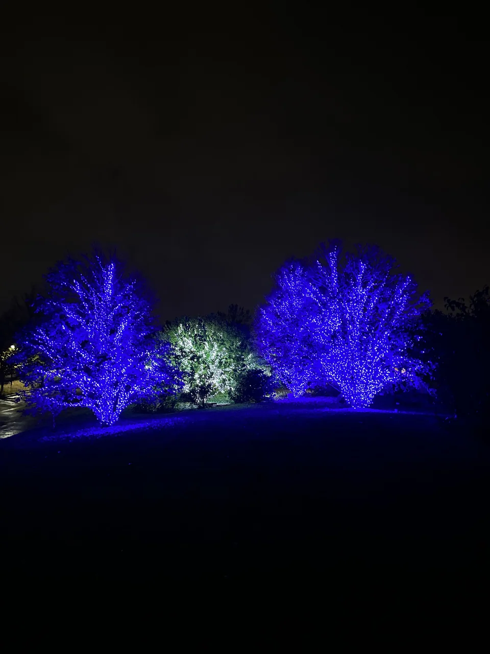 Blue-lit trees flanking a tree wrapped in white lights