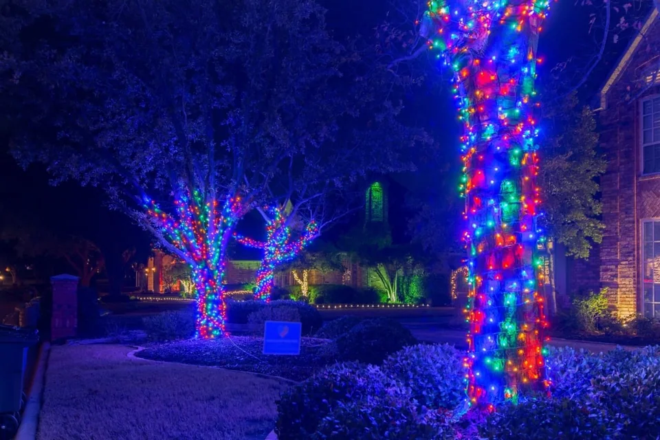 Multicolored lights wrapped around tree trunks and branches