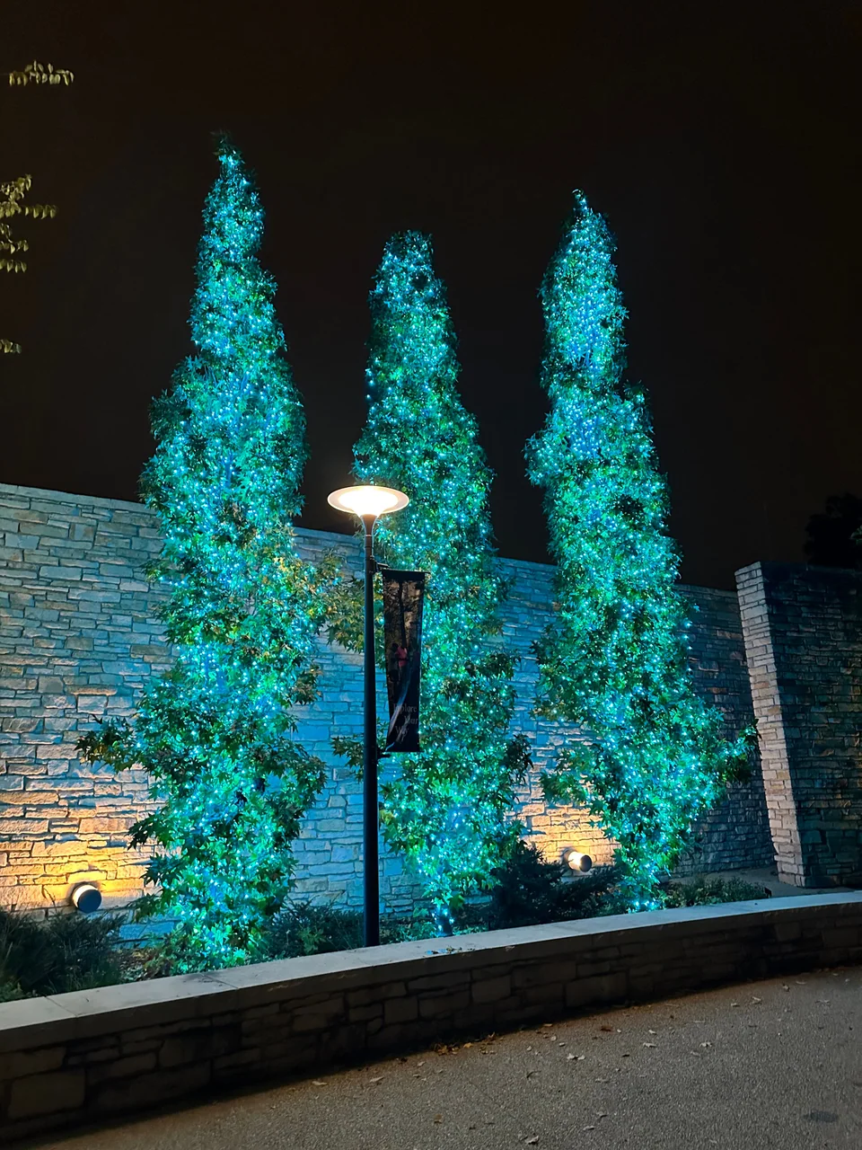 Three tall trees wrapped in cyan lights beside a stone wall