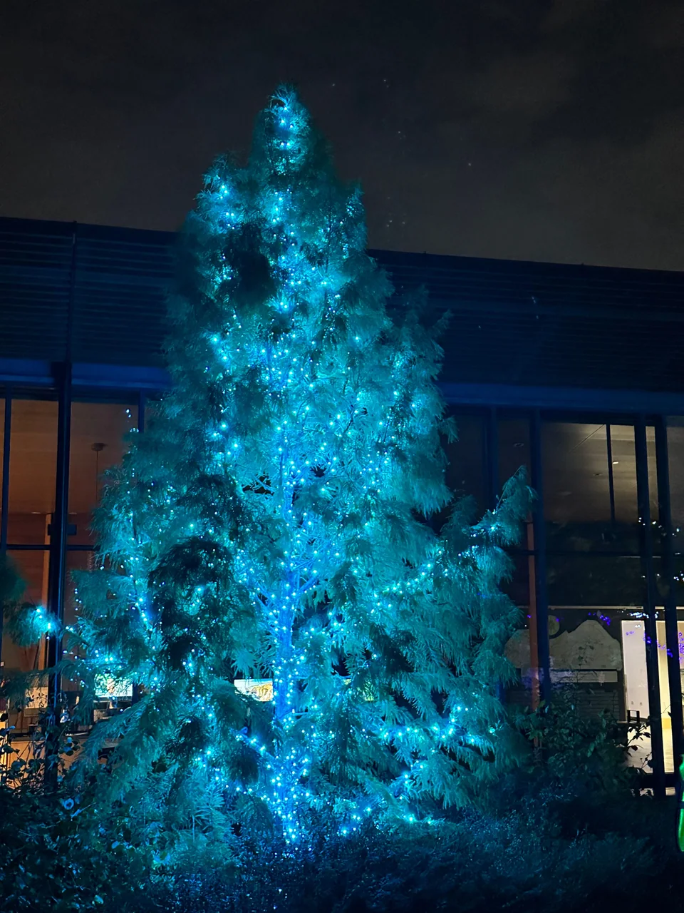 Cyan lights on a tall evergreen beside glass windows