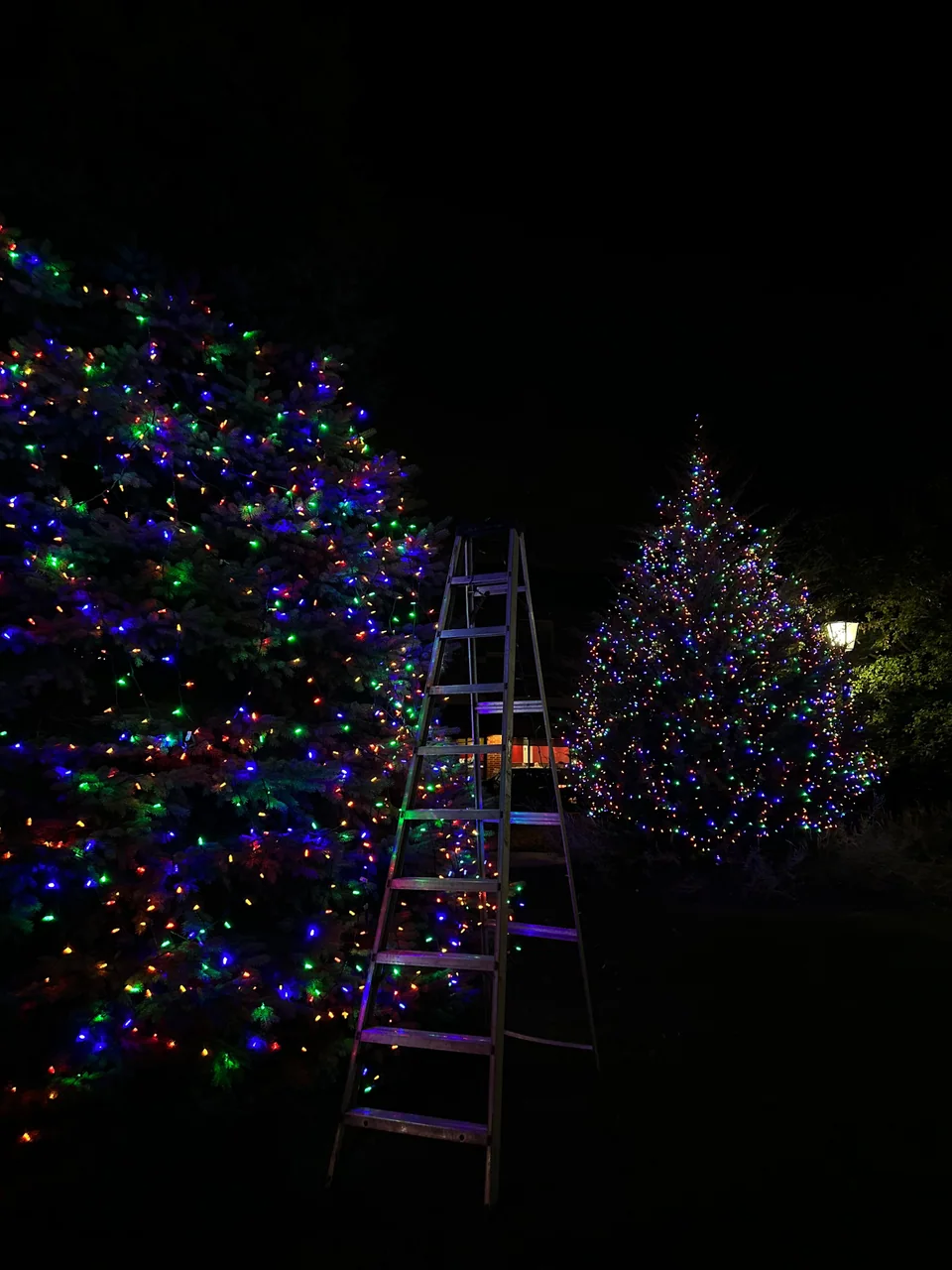Multicolored lights on evergreen trees beside a ladder
