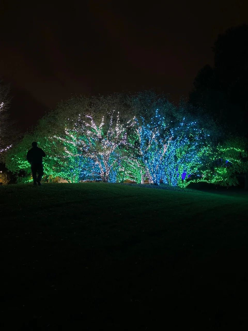 Trees wrapped in blue, green and white lights at night