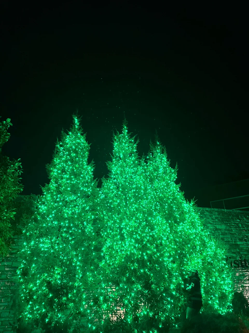 Evergreen trees covered in green lights beside a stone wall