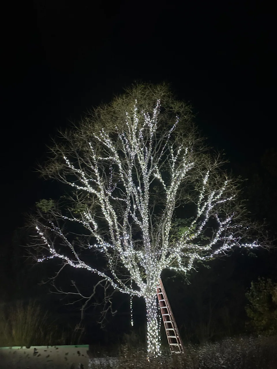 White lights wrapped around a bare tree with a ladder at its base