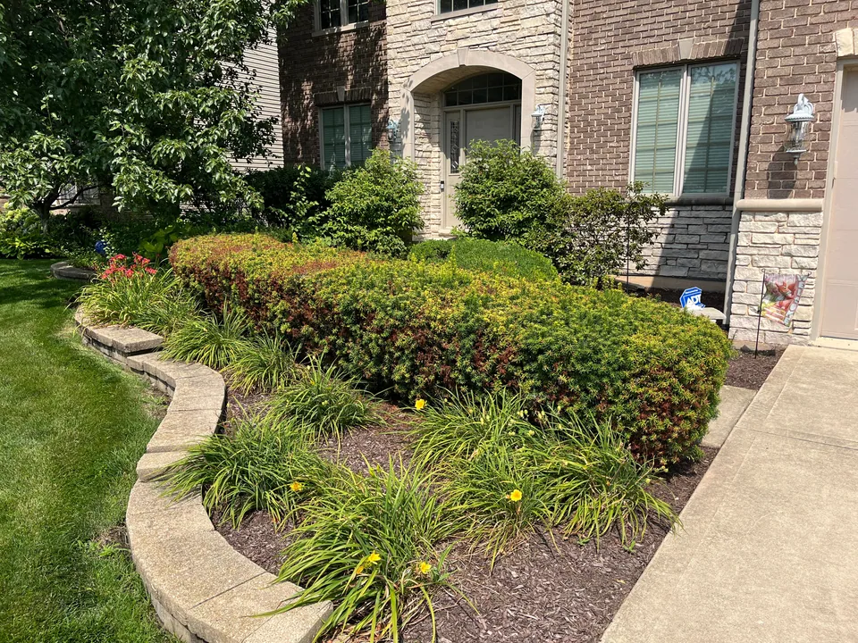 Mulched bed and rounded shrubs beside a brick and stone house