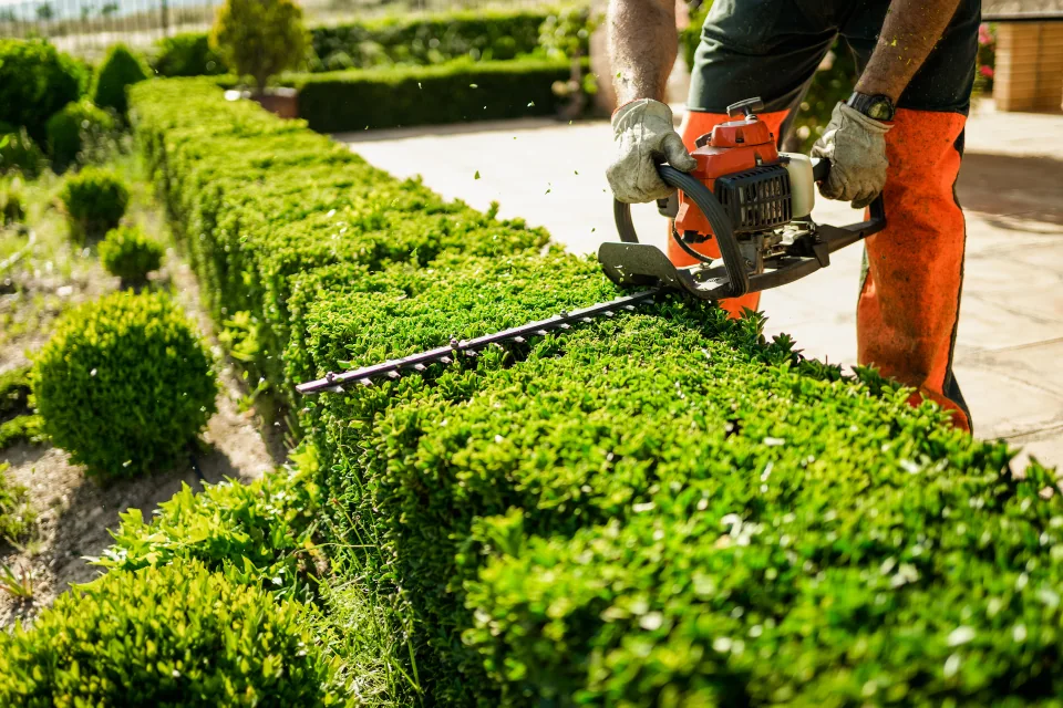 Gloved worker trimming the top of a green hedge