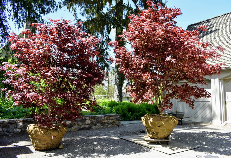 Red-leaf Japanese maple trees with wrapped root balls beside a stone wall